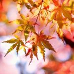 Höstens hetaste färger
